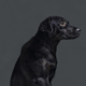 Illustration for article titled Portraits of abandoned dogs before being put down at a shelter